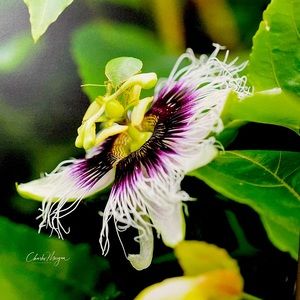 A selection from my personal photography. Purple Passion Flower